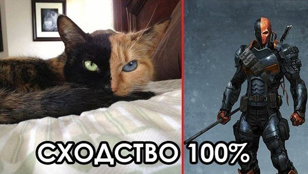 Коты-геймеры