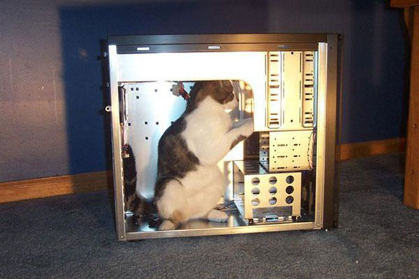 Кот чинит компьютер