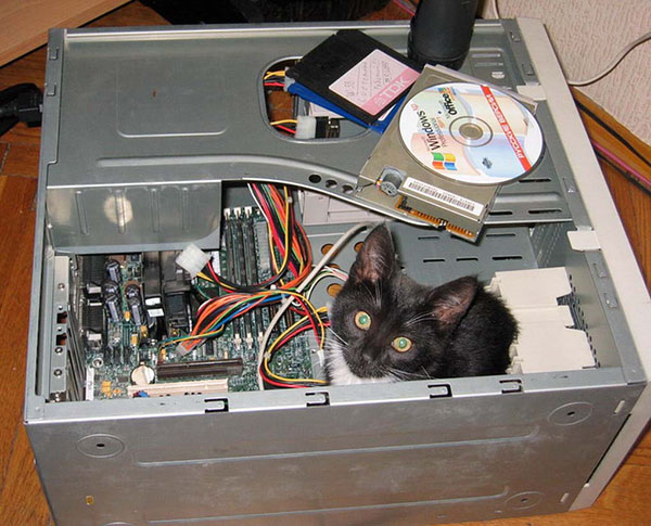 Кот чинит компьютер