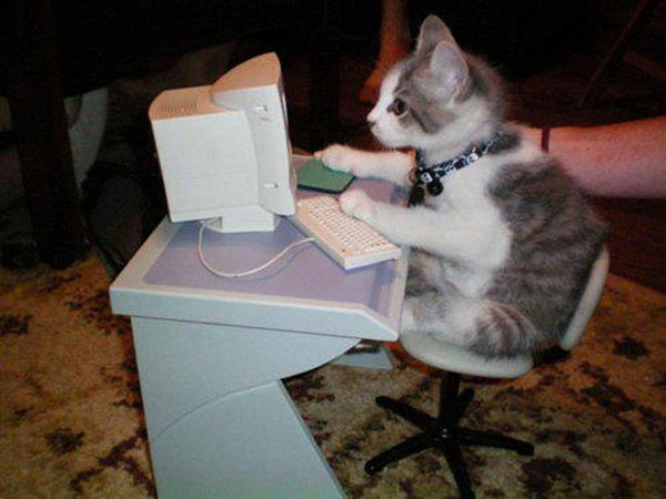 кот за компьютером