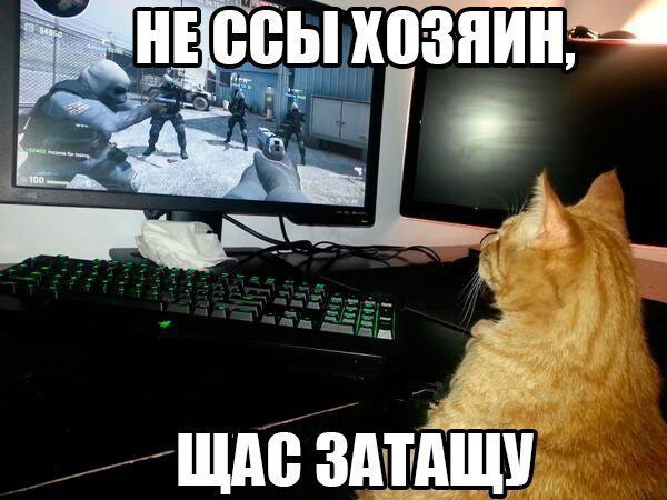 Коты-геймеры